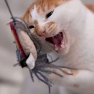 小獅子貓咪